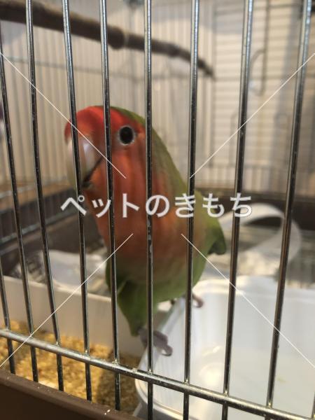 保護鳥の写真
