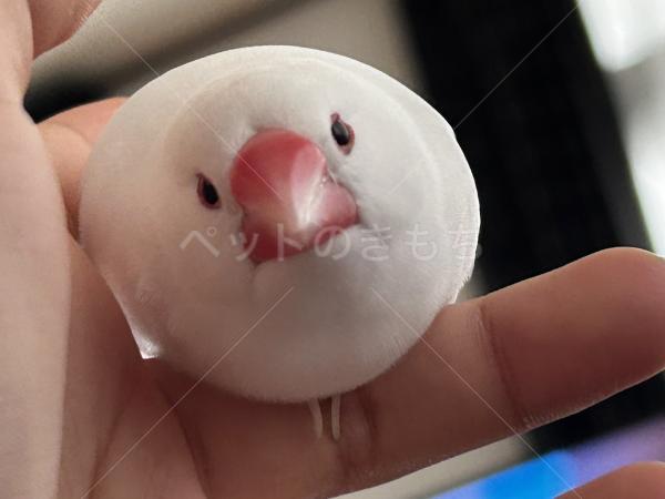 迷子鳥の画像