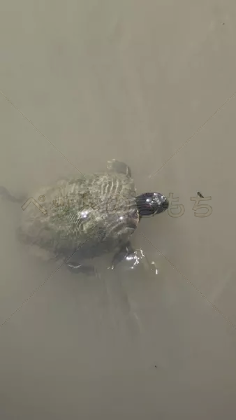 コメントの画像