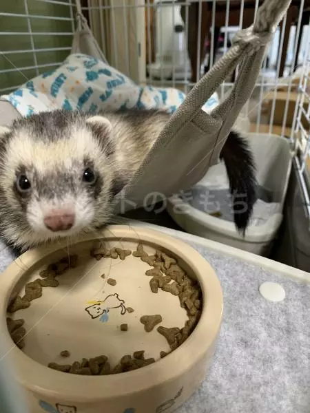 迷子ペットの画像