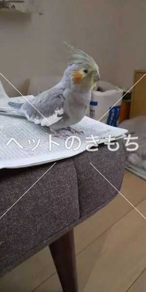 コメント投稿の画像