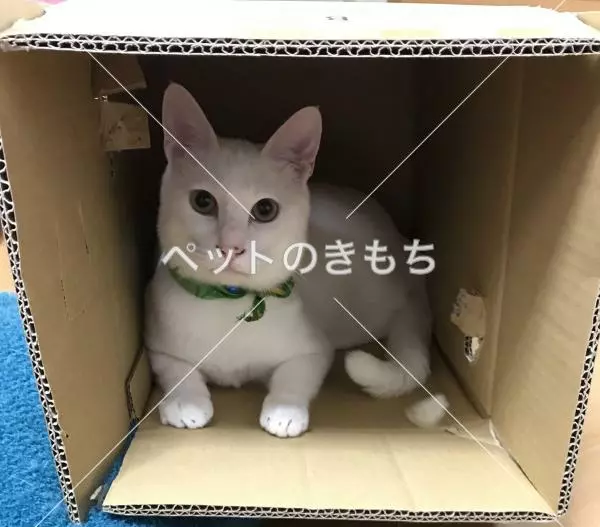 迷子猫の画像