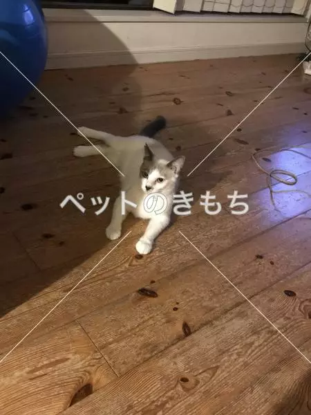 迷子猫の画像