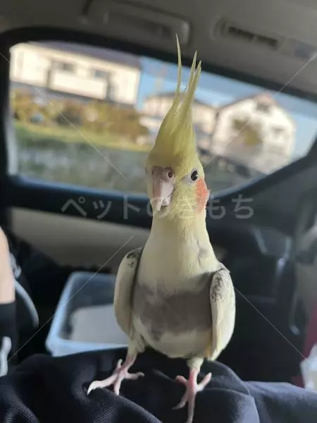 コメントの画像