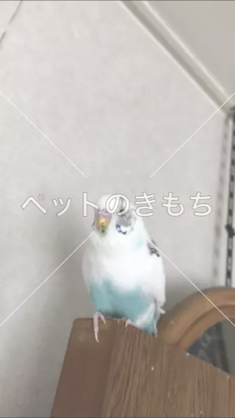 迷子鳥の画像
