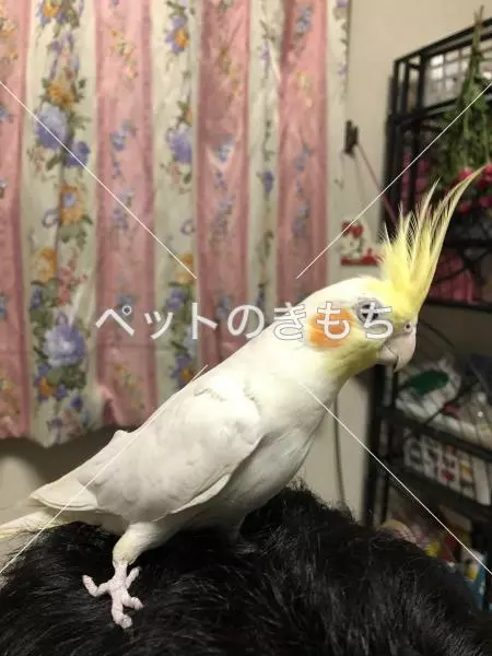 迷子鳥の画像