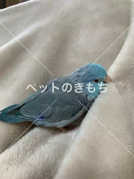 迷子鳥の画像