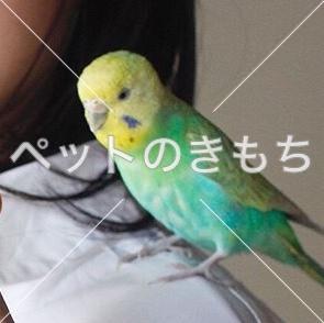 迷子鳥の画像