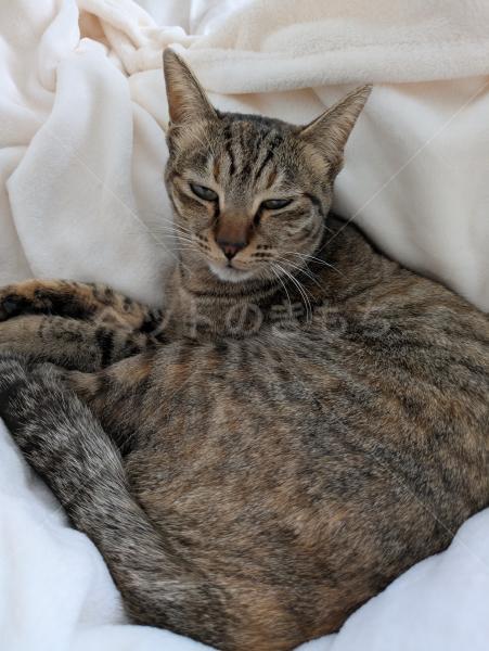 迷子猫の画像