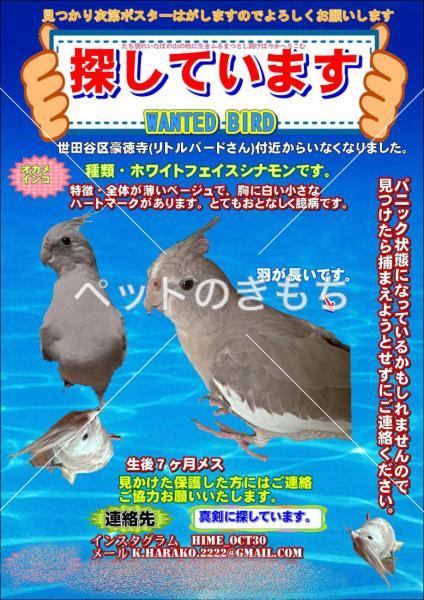 迷子オカメインコの写真