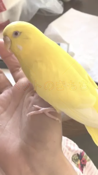 迷子鳥の画像