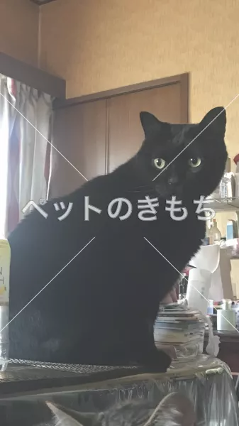 迷子猫の画像