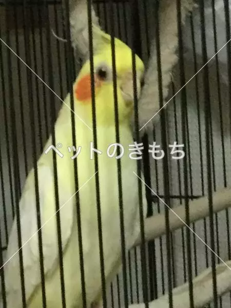 迷子鳥の画像