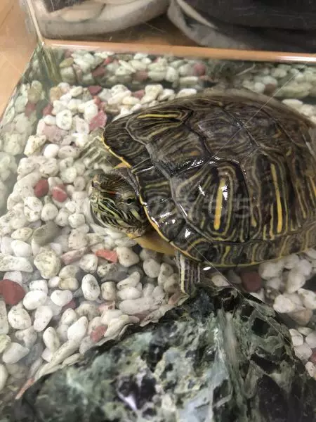 迷子ペットの画像