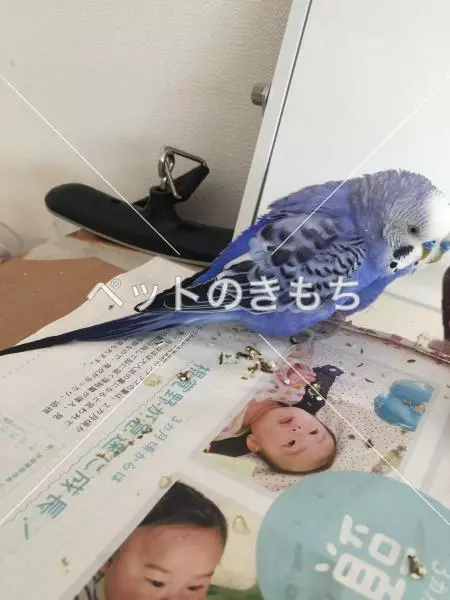 迷子鳥の画像