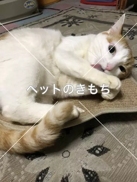 迷子猫の画像