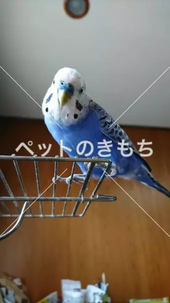 迷子鳥の画像