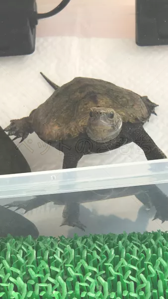 迷子ペットの画像