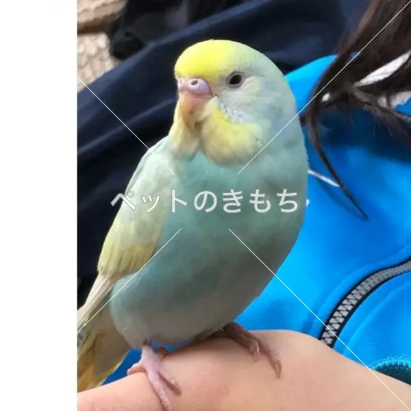 迷子鳥の画像