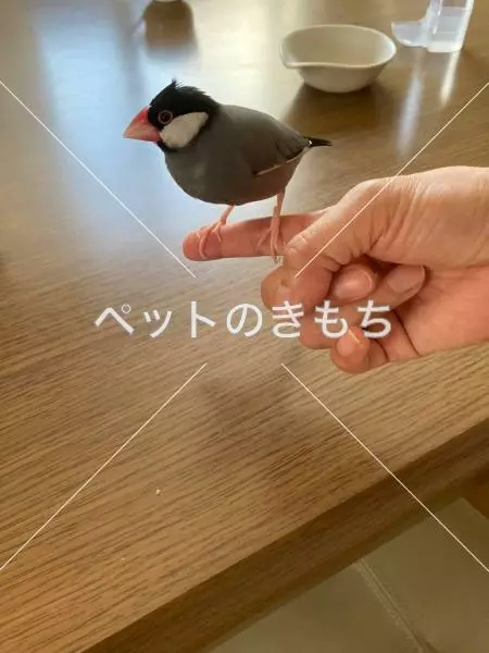 迷子鳥の画像