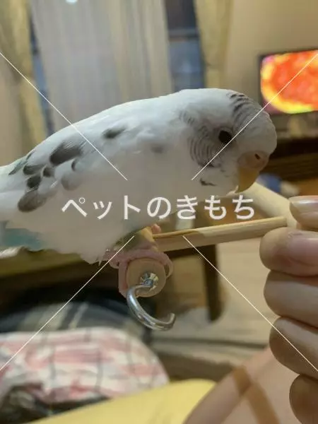 迷子鳥の画像