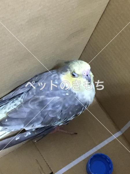 保護鳥の写真