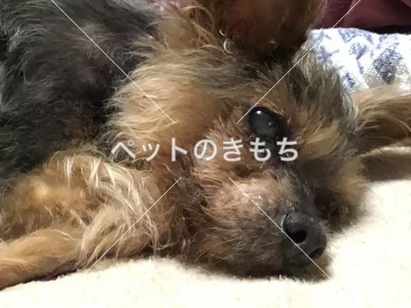 迷子犬の画像