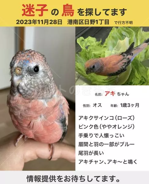 迷子鳥の画像
