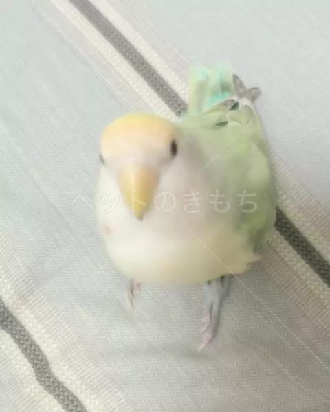 迷子鳥の画像