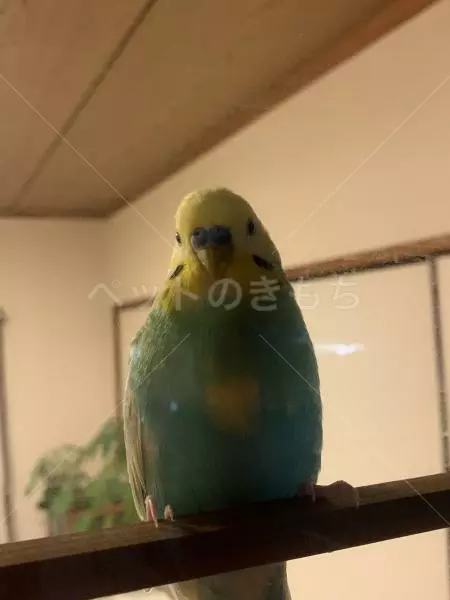 迷子鳥の画像
