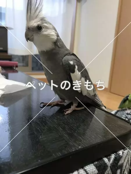 迷子鳥の画像
