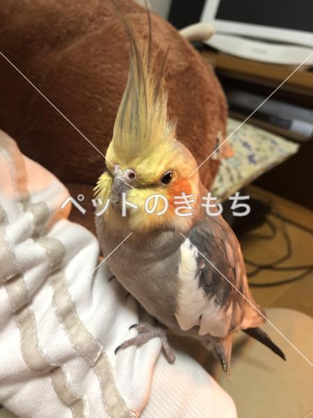 保護鳥の画像