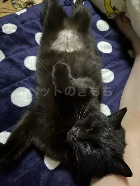 迷子猫の画像