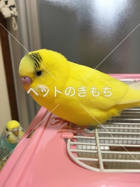 迷子鳥の画像