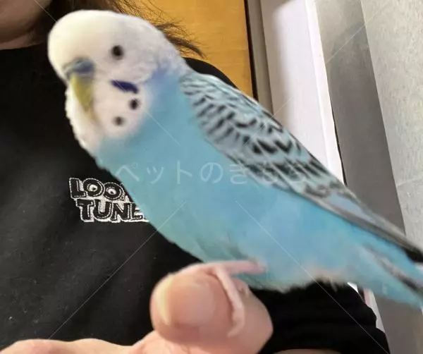 コメントの画像