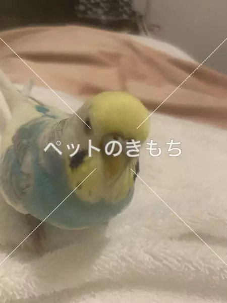 迷子鳥の画像