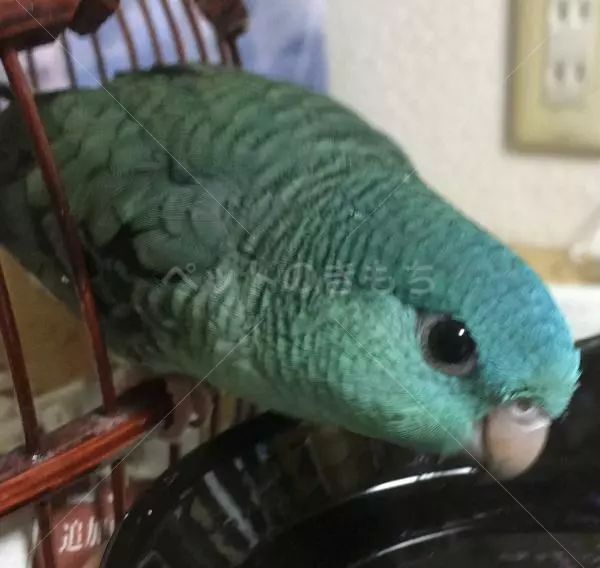 コメントの画像