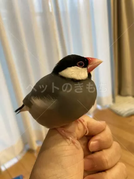 迷子鳥の画像