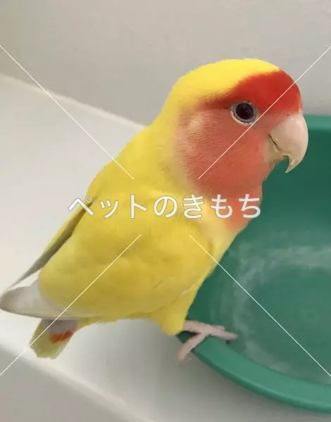 迷子鳥の画像