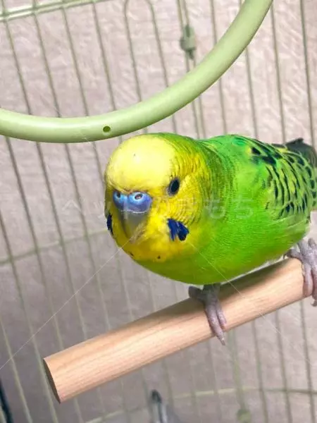 保護鳥の画像