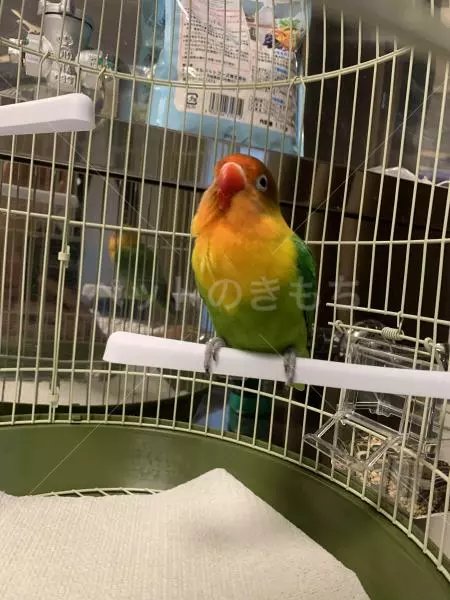 コメントの画像