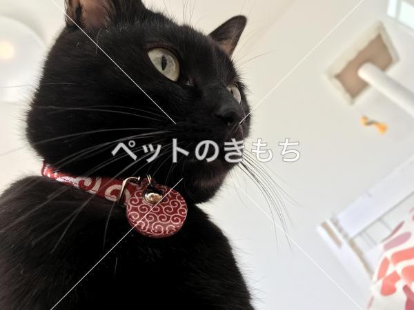 迷い猫の写真