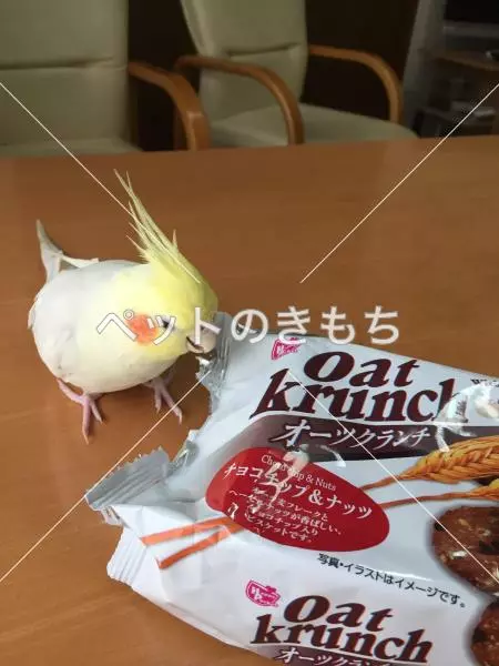 迷子鳥の画像