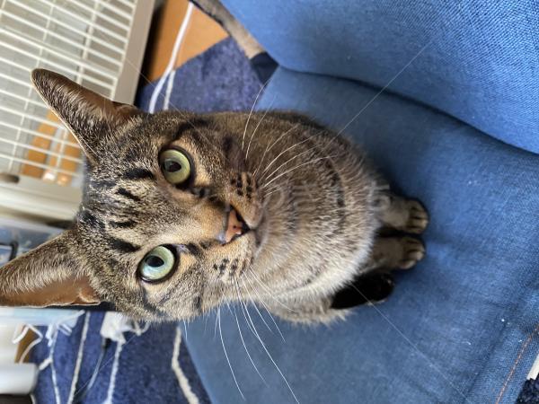 迷子猫の画像