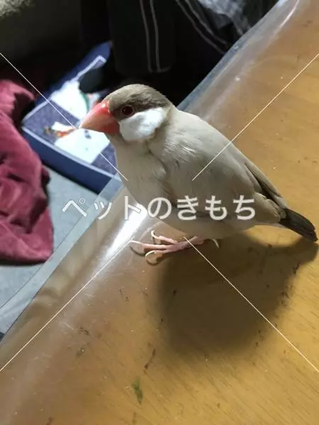 迷子鳥の画像