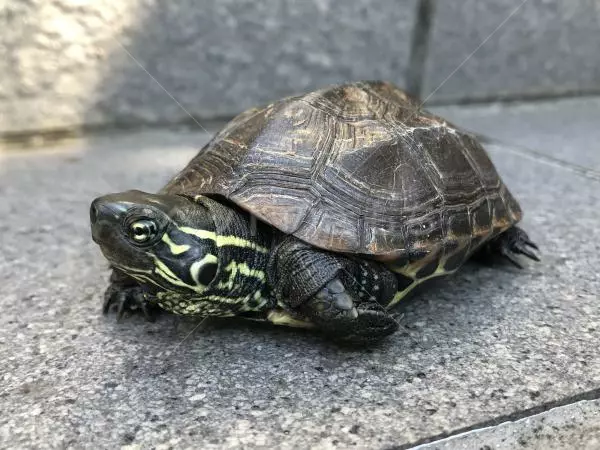 保護ペットの画像