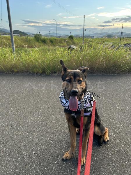迷子犬の画像