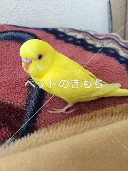 迷子鳥の画像