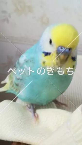 迷子鳥の画像