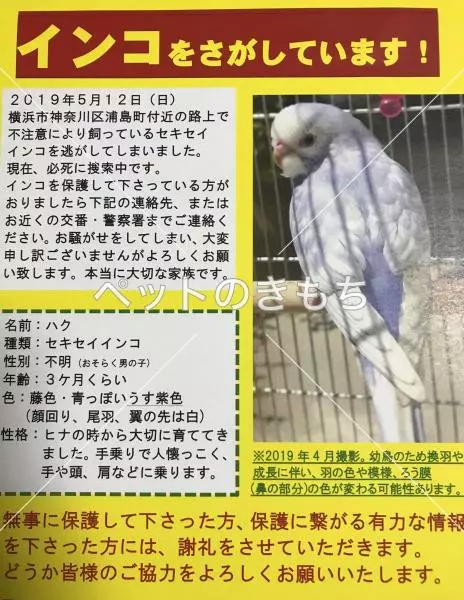 コメント投稿の画像